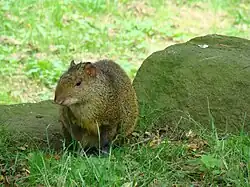 Brown agouti