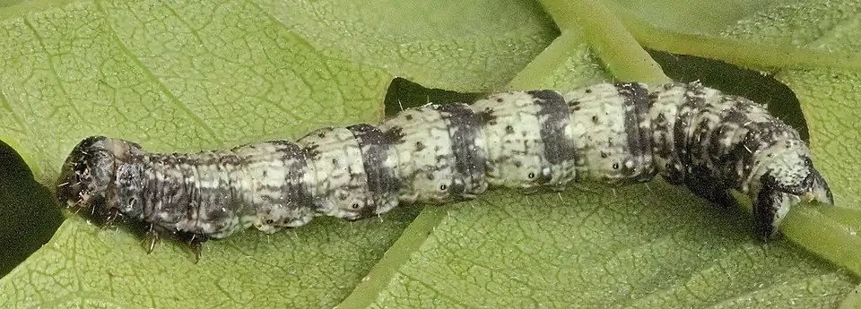 larva
