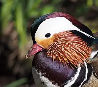 Male mandarin duck (Aix galericulata)