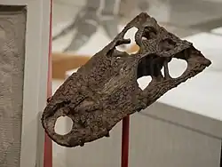 Albertochampsa skull