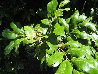 Tītoki foliage