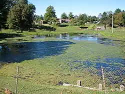 Image of an algae covered pond