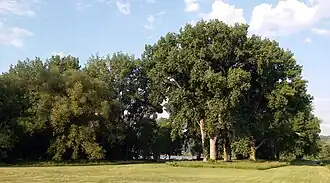 The cottonwood grove features 100-foot (30&nbsp;m) cottonwood trees mixed with maples and other species