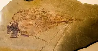 Allenypterus montanus, Museum of the Rockies