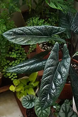 Leaves of a potted plant, long, arrowhead-shaped, glossy, dark green and with veins embossed into the surface