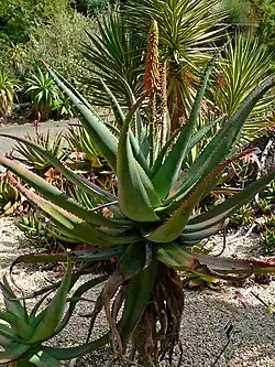 Aloe africana (Uitenhage aloe)