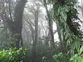 Maderas forest, Nicaragua