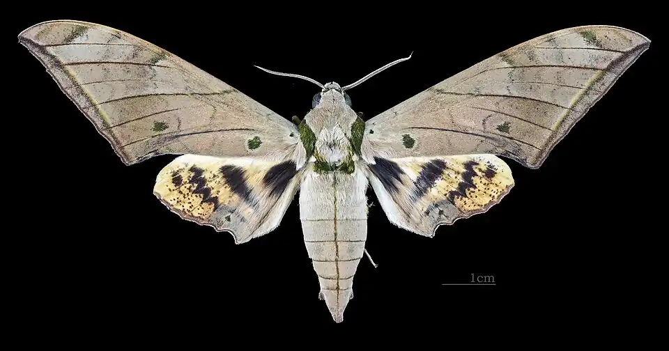Male, dorsal view