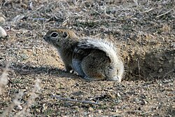 Brown squirrel