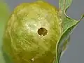 Exit hole of the gall created by the adult wasp