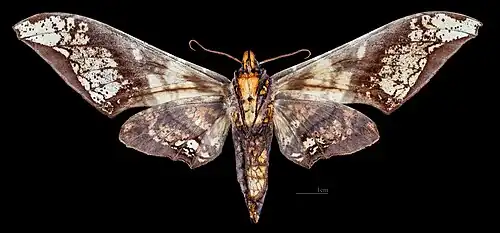 Amplypterus mansoni takamukui ♀ △