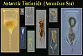 Amundsen Sea (Antarctica) Tintinnids