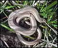 Slow worm