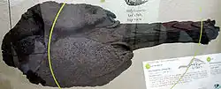 Fossilized tail club, black in coloring