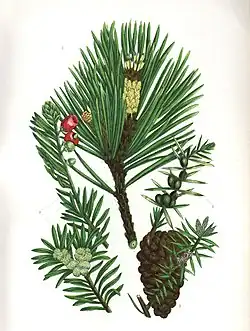 Plate 213 from "The Flowering Plants of Great Britain", showing Scotch Pine, Juniper and Yew.