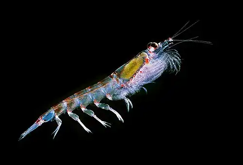 Image 24Antarctic krill (Euphausia superba) are a keystone species of the food web. (from Southern Ocean)