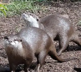 Asian Small-clawed Otter Aonyx cinerea
