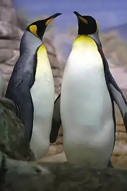 King Penguin (Aptenodytes patagonicus)