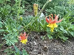 Photo of an Aquilegia x miniana plant