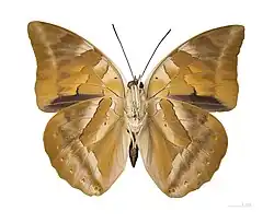 Archaeoprepona demophon muson male - ventral view