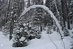 A taiga forest near Pinega