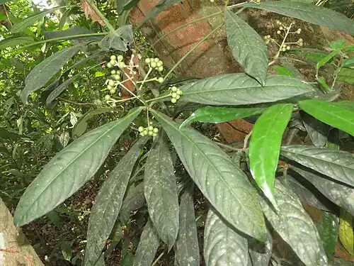 Ardisia rothii