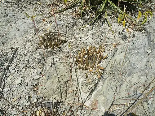 Plant growing on limestone near San Jose De Salamanca, Tamaulipas