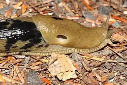 Mantle, note the prominent pneumostome