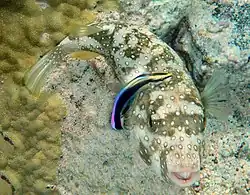A disruptively patterned white-spotted puffer being cleaned by a conspicuously coloured Hawaiian cleaner wrasse
