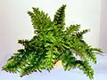 Artificial fern