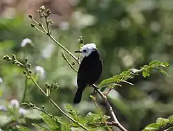 White-headed marsh tyrant