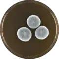 Aspergillus tatenoi growing on MEAOX plate