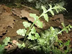 Small curving fern frond on rocks, with oblong lobed segments