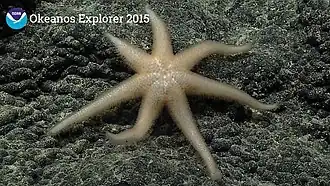 Asthenactis papyraceus