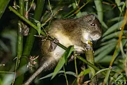 Brown and white spiny rat