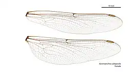Female wings