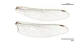 Male wings