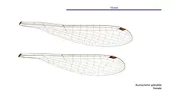 Female wings