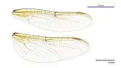 Female wings