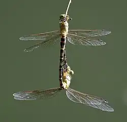 View of surface patterns on female abdomen and underside of male.