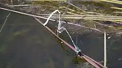 Male holding the neck of a female while she lays her eggs