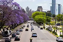 Jacaranda trees in bloom in Buenos Aires, Argentina
