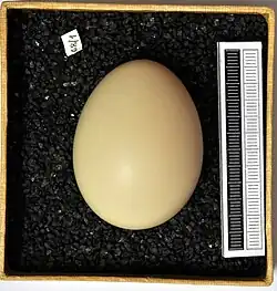 Egg, Collection Museum Wiesbaden