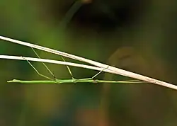 B. rossius on a twig