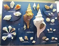 An exhibit showing albino and normal specimens of nine local species of marine molluscs, both gastropods and bivalves (The Bailey-Matthews National Shell Museum in Sanibel, Florida).