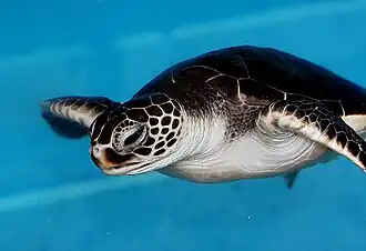 Baby Green Sea Turtle.