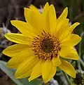Balsamorhiza sagittata flower head