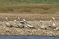 A small flock by the Chambal River, Uttar Pradesh, India
