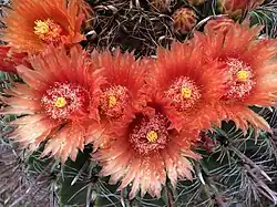 Barrel cactus flowers.