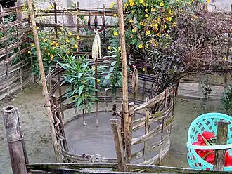 Euphorbia trigona worship of Shiva